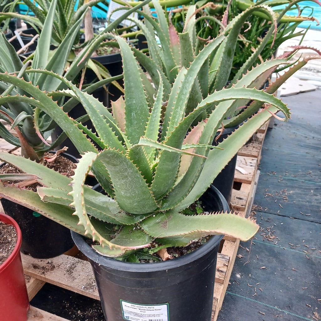 Aloe mawii 