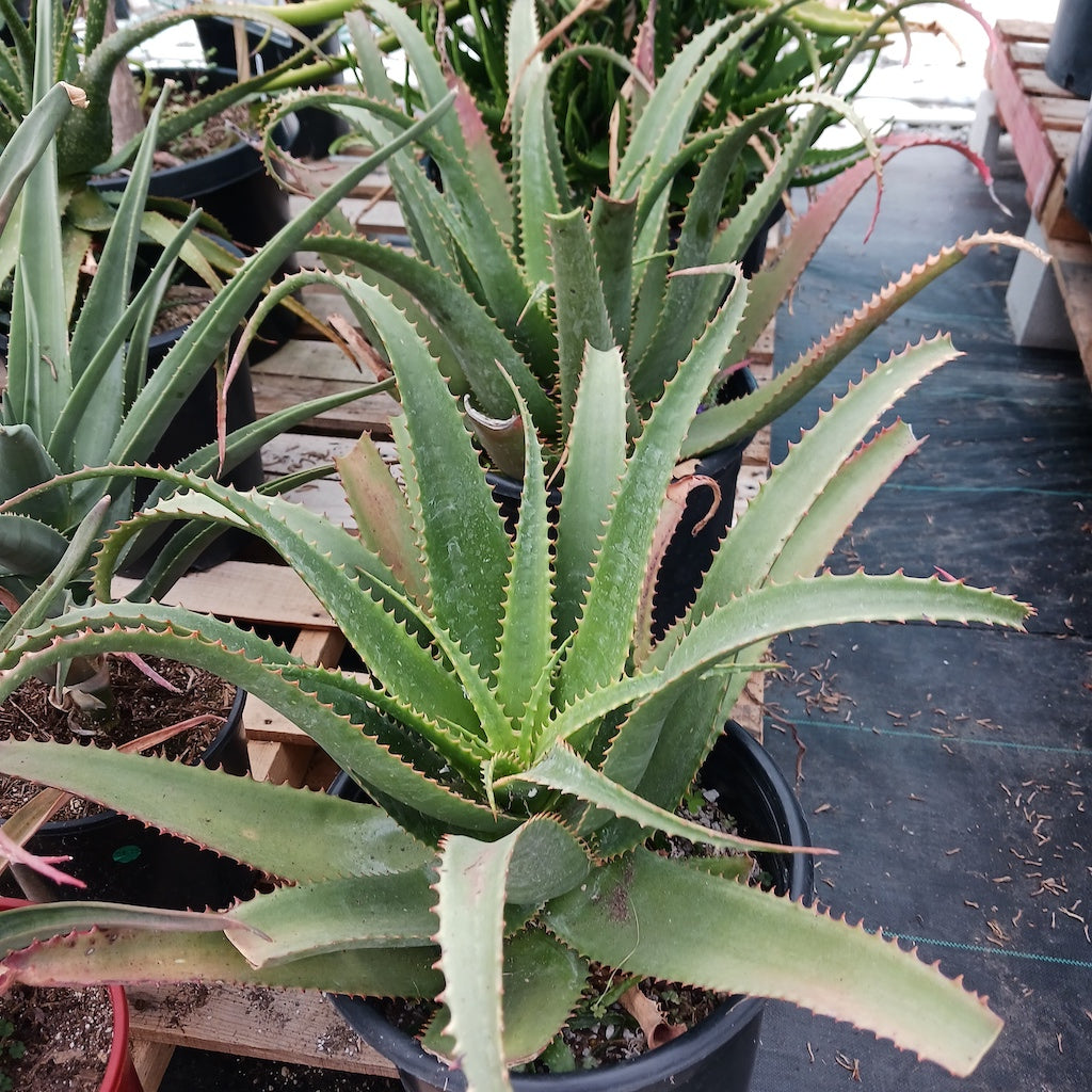 Aloe mawii 