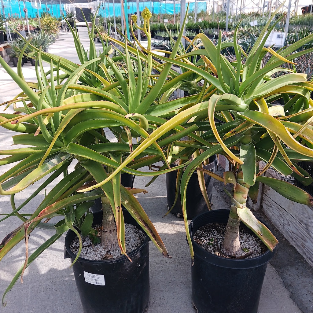 アロエ　メデューサ　7 Aloe tongaenesis 