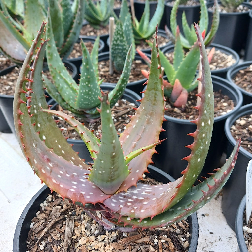 Aloe microstigma