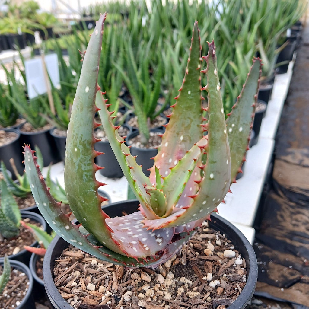 Aloe microstigma