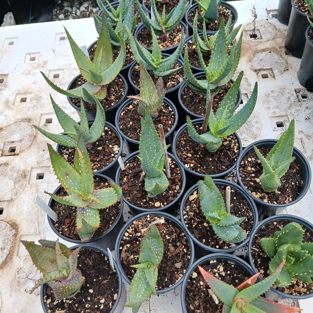 Several Aloe microstigma in 1ga nursery containers