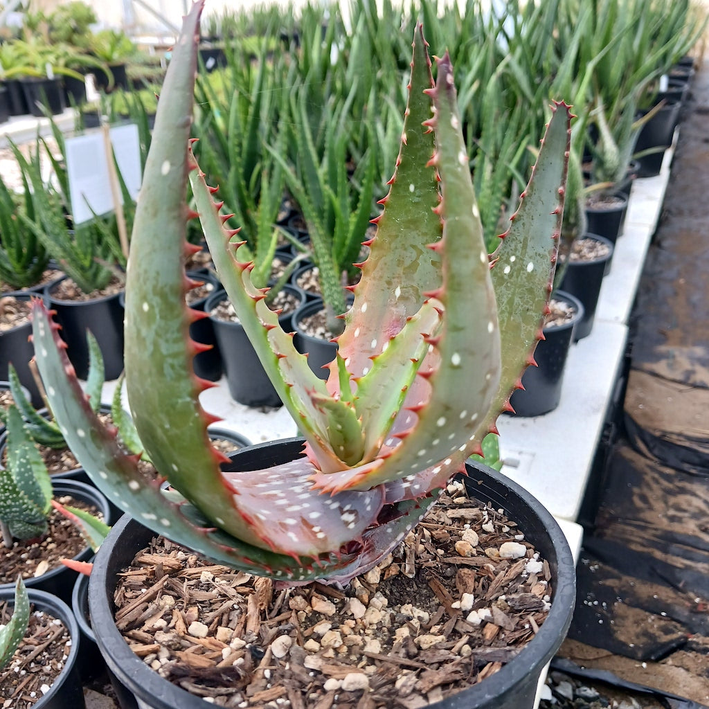 Aloe microstigma