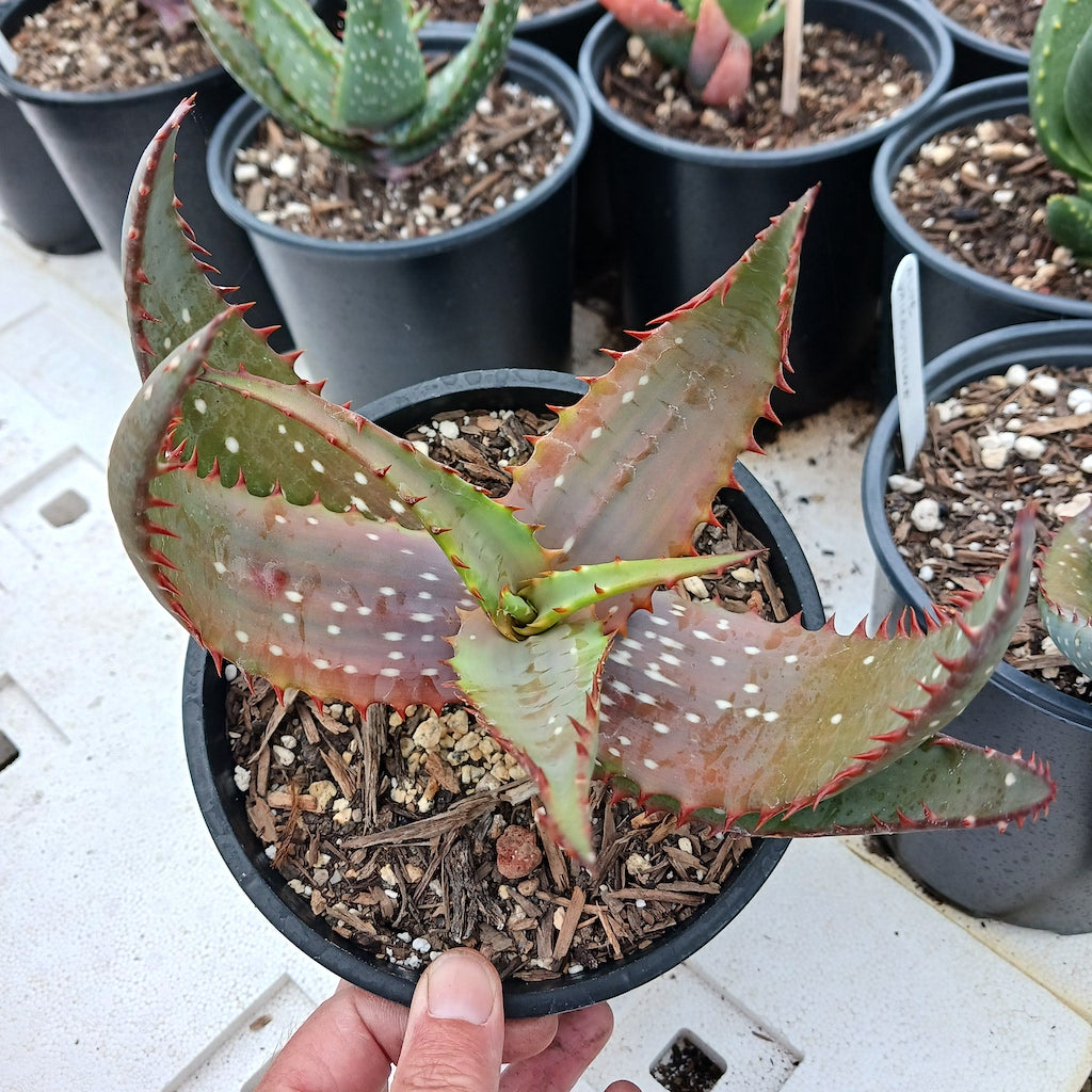 Aloe microstigma