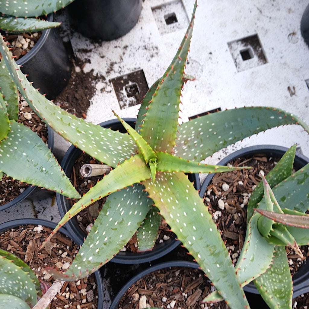 Aloe microstigma