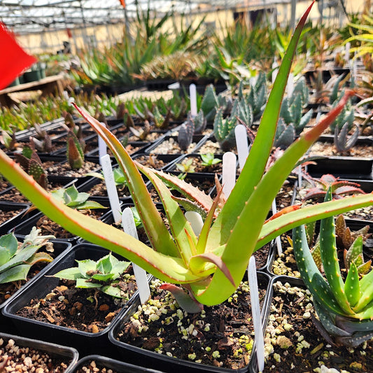 Aloe microstigma open cross
