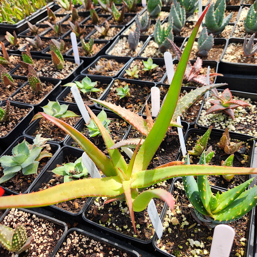 Aloe microstigma open cross