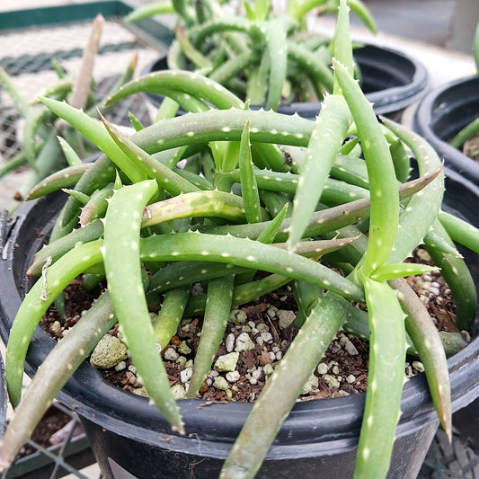 Aloe millotii