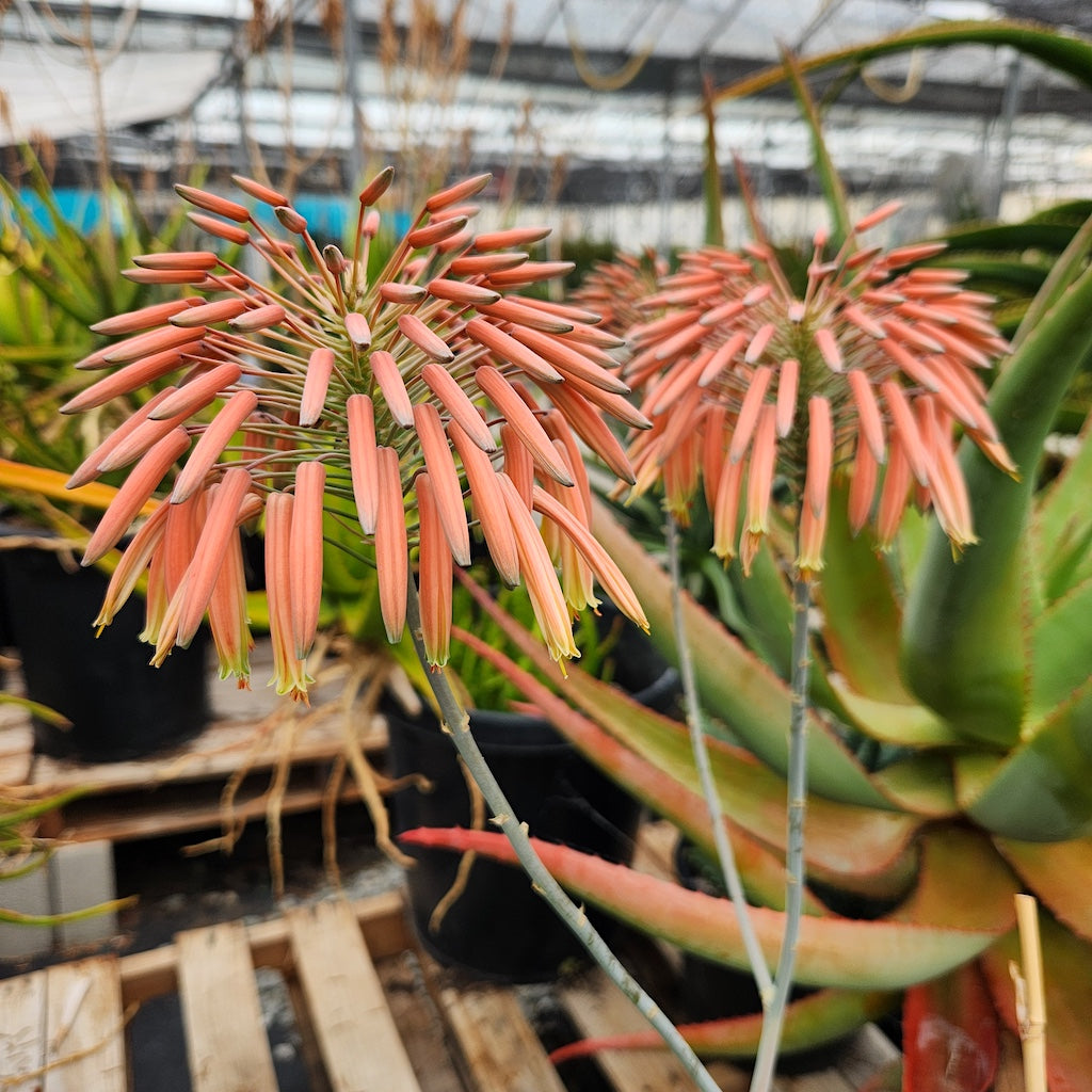 Aloe mitriformis flower