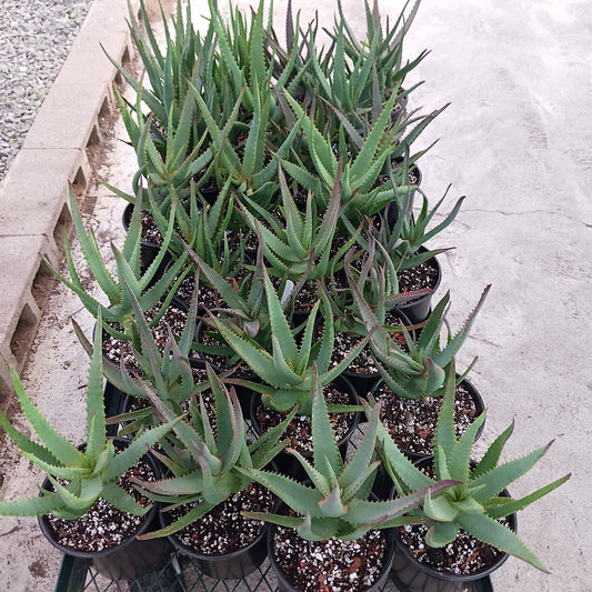 Cart full of 1ga Aloe "Monnglow"