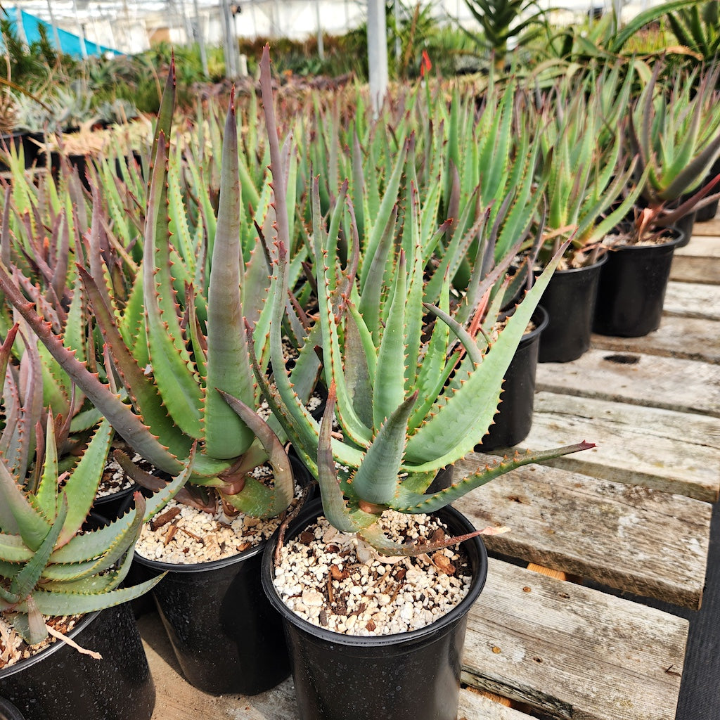 Aloe "Moonglow" for sale in 1ga containers