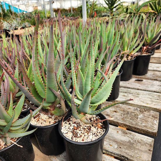 Aloe 