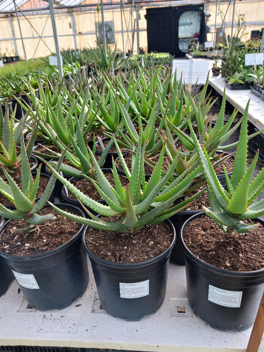 Aloe "Moon Glow" in 2ga nursery pots