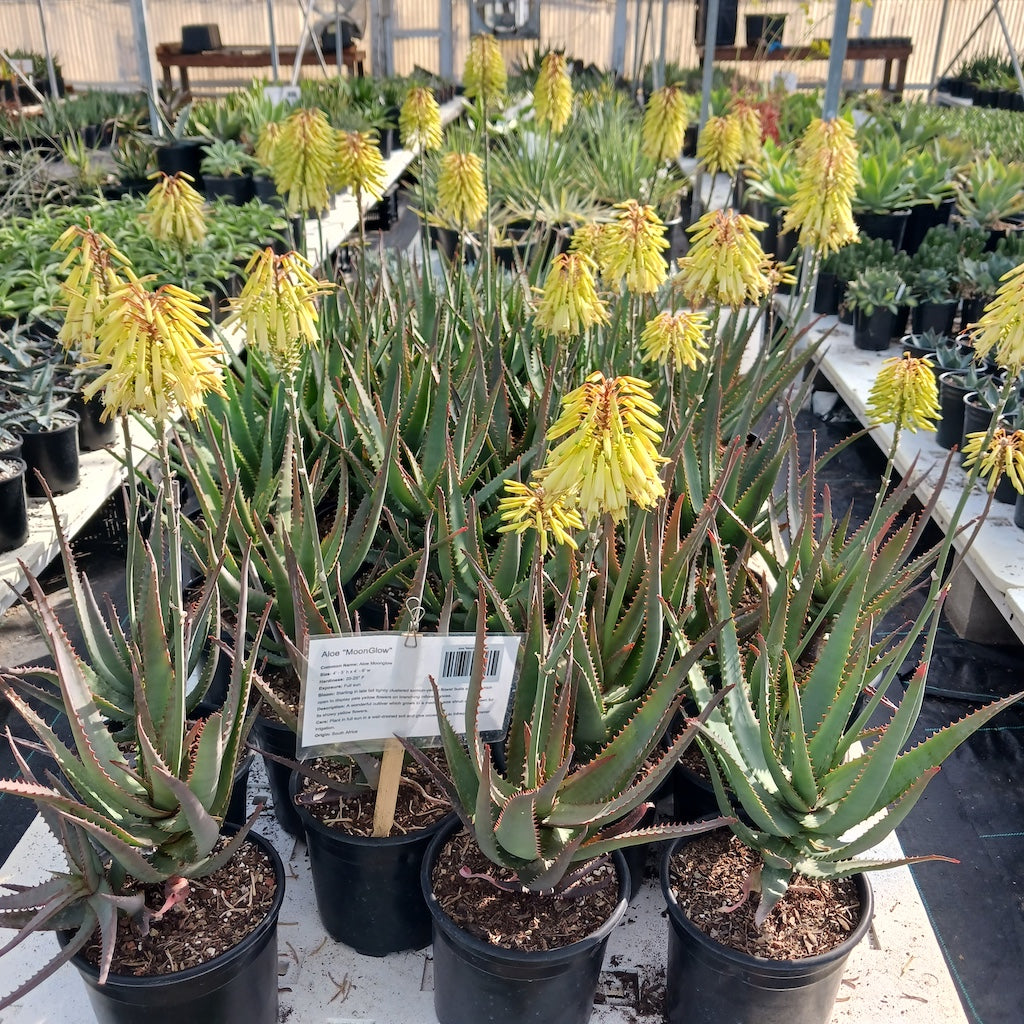 Aloe "Moonglow" in bloom