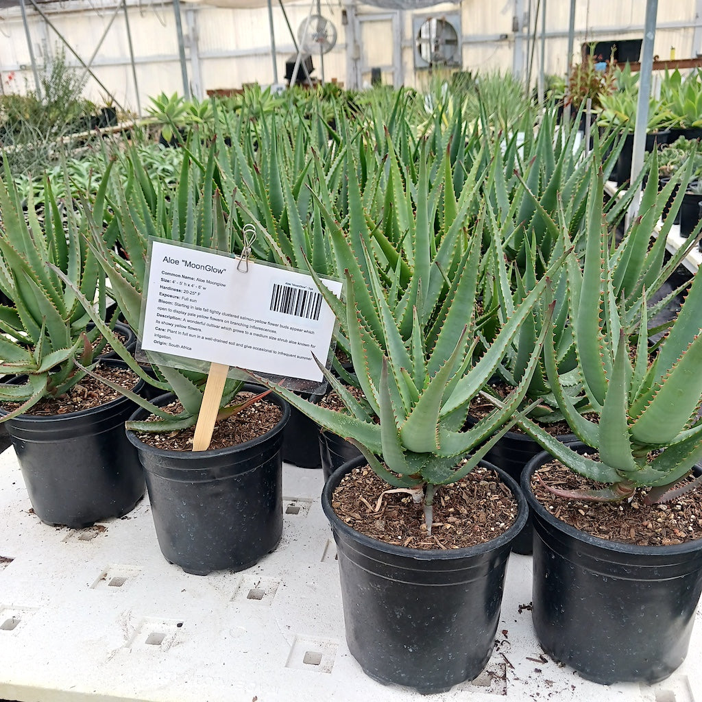 Aloe "Moonglow" in 2ga containers