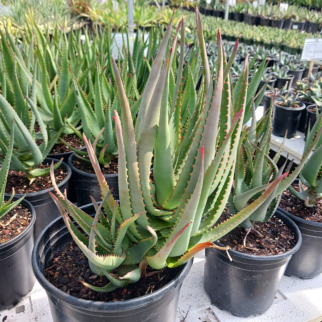 Aloe "MoonGlow"