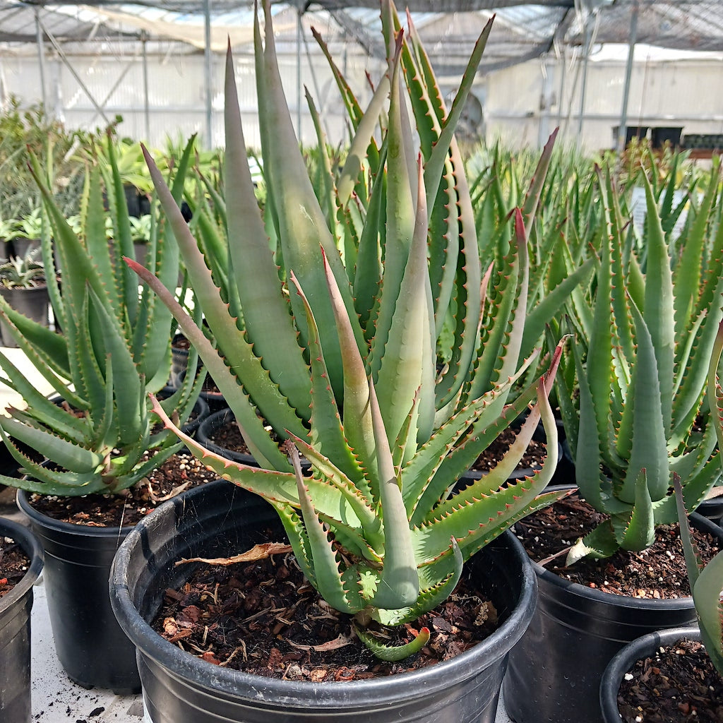 Aloe "MoonGlow"