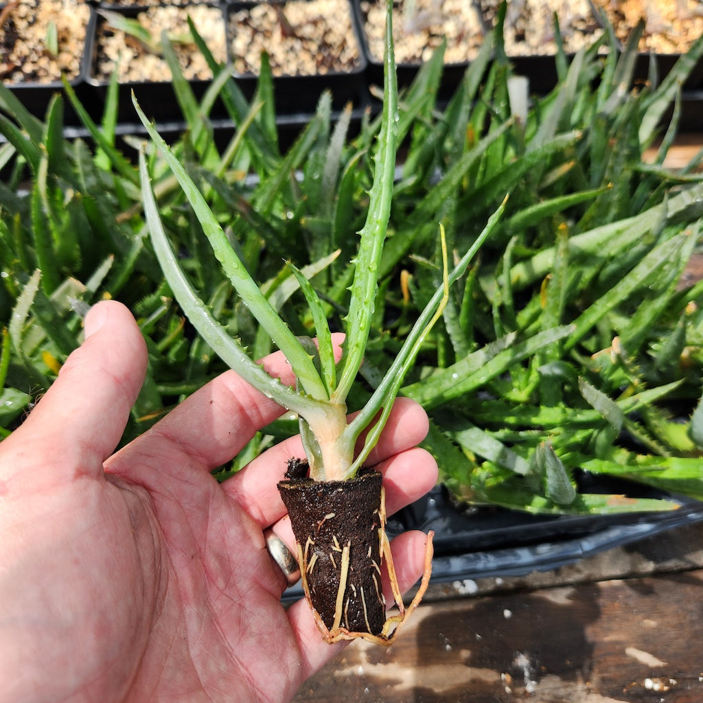 Aloe "Moonglow"