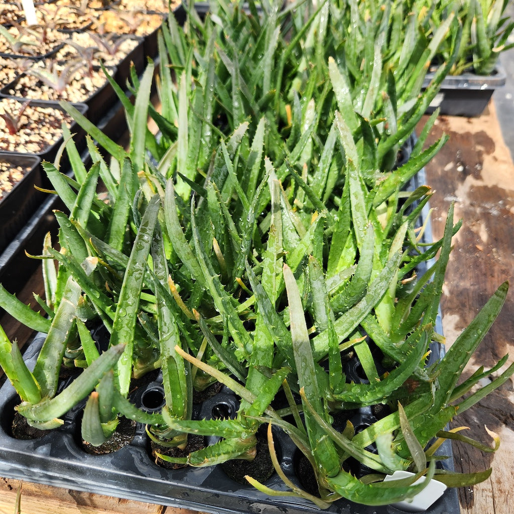 Aloe "Moonglow"
