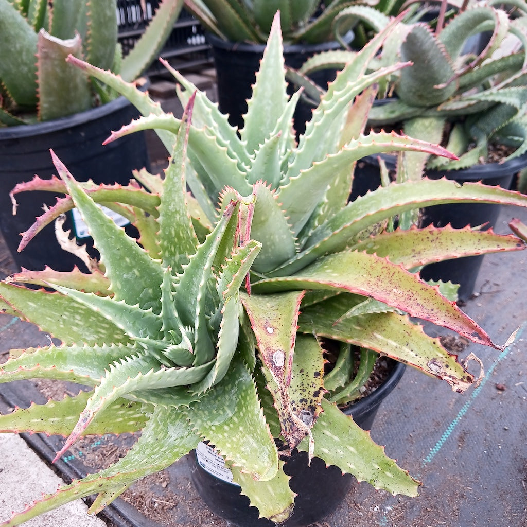 Aloe mubendiensis