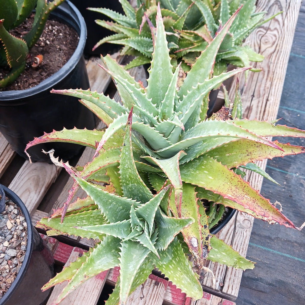 Aloe mubendiensis