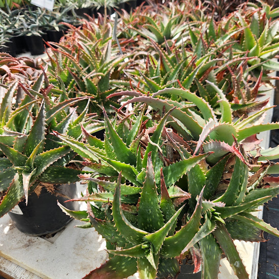 Aloe mubendiensis