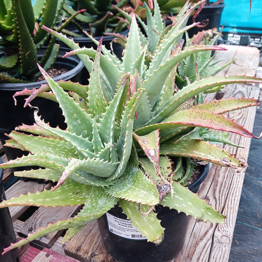 Aloe mubendiensis