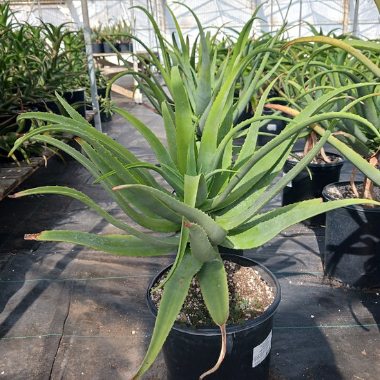 Aloe munchii - 5ga