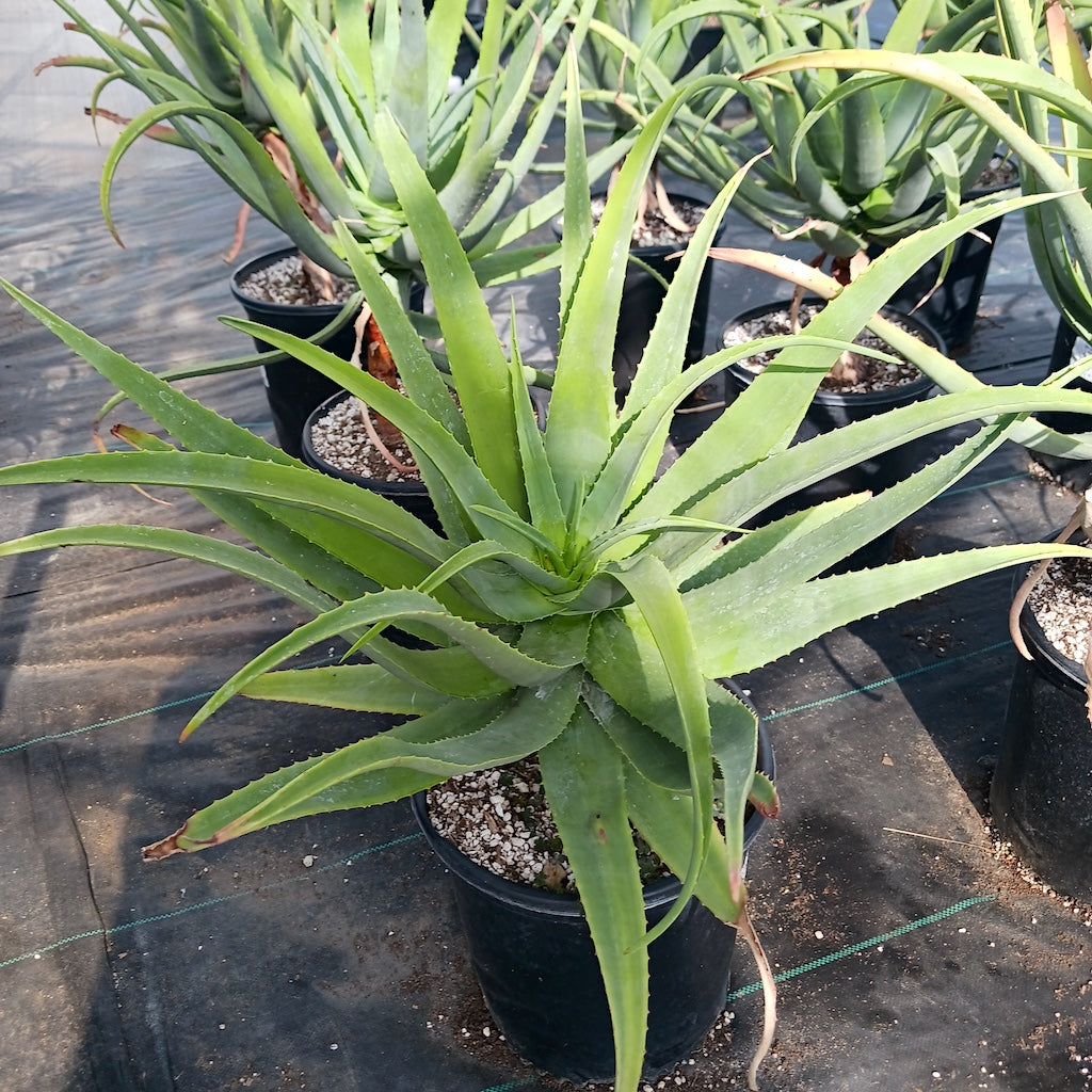 Aloe munchii - 5ga