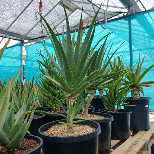 Aloe mutabilis in 15ga nursery container