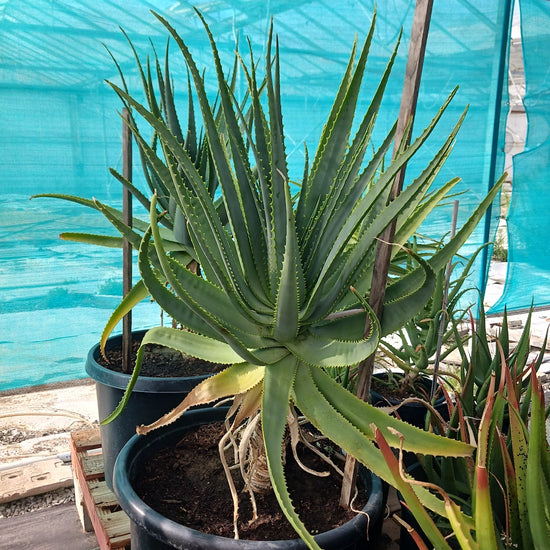 Aloe mutabilis