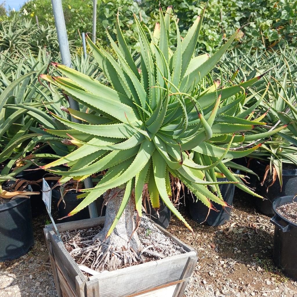 Aloe mutabilis at San Marcos Growers