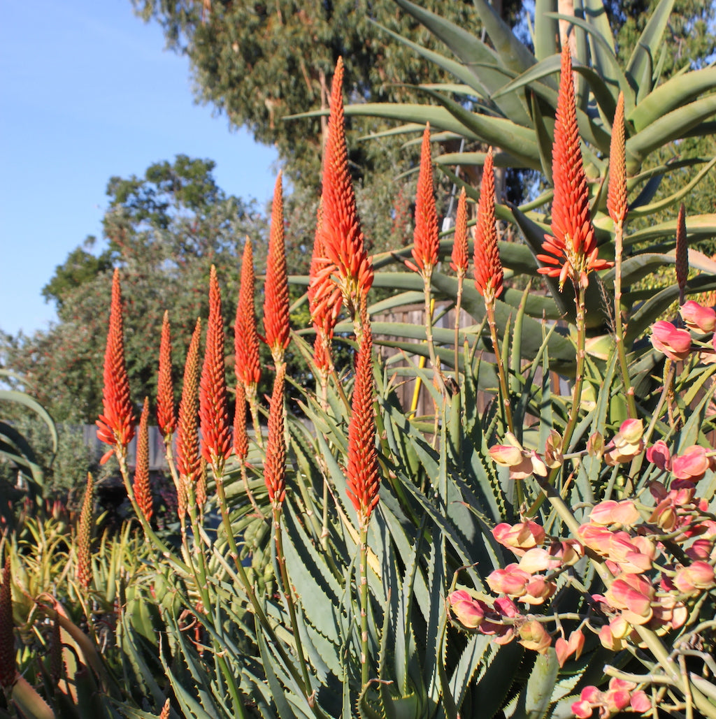 Aloe mutabilis in bloom growing in a garden