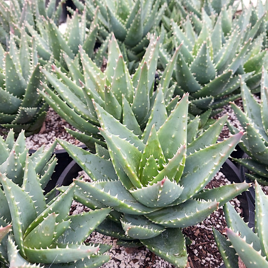 Aloe x nobilis