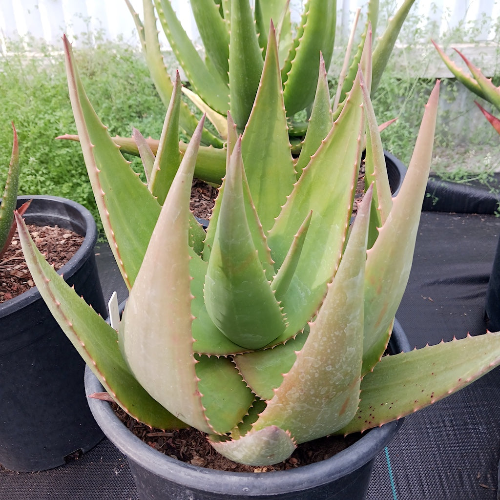 Aloe ortholopha hybrid