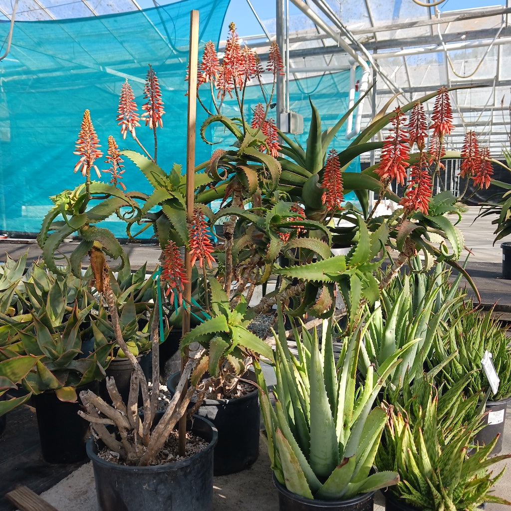 Aloe palmiformis in bloom