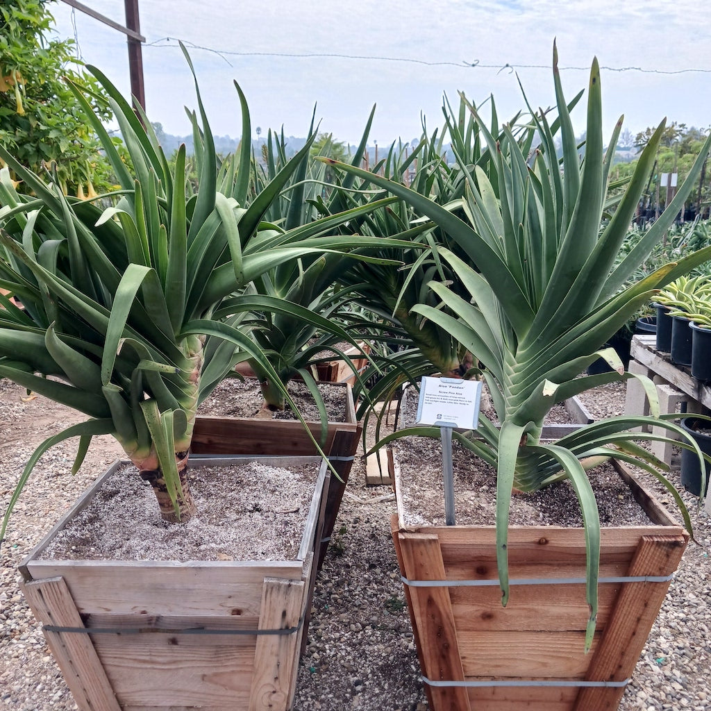 Aloe pandan in 24in box