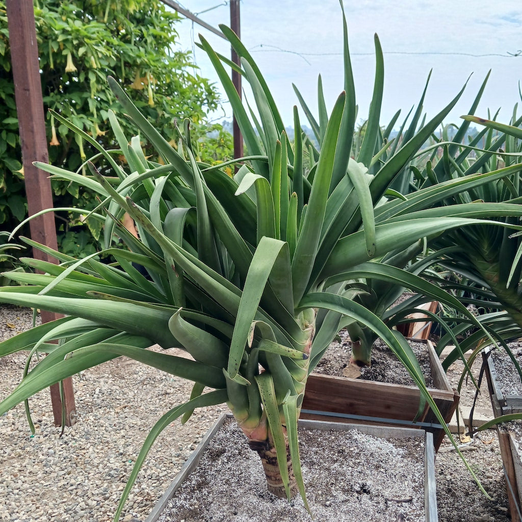 Aloe pandan in 24in box