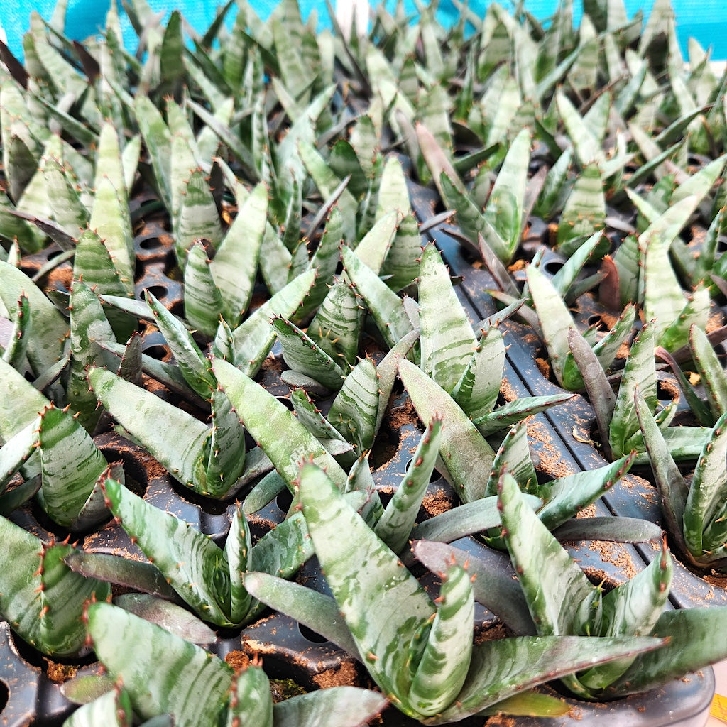 Aloe petricola tissue cultured plugs