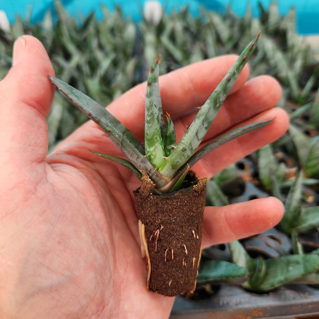 Aloe petricola tissue cultured plug