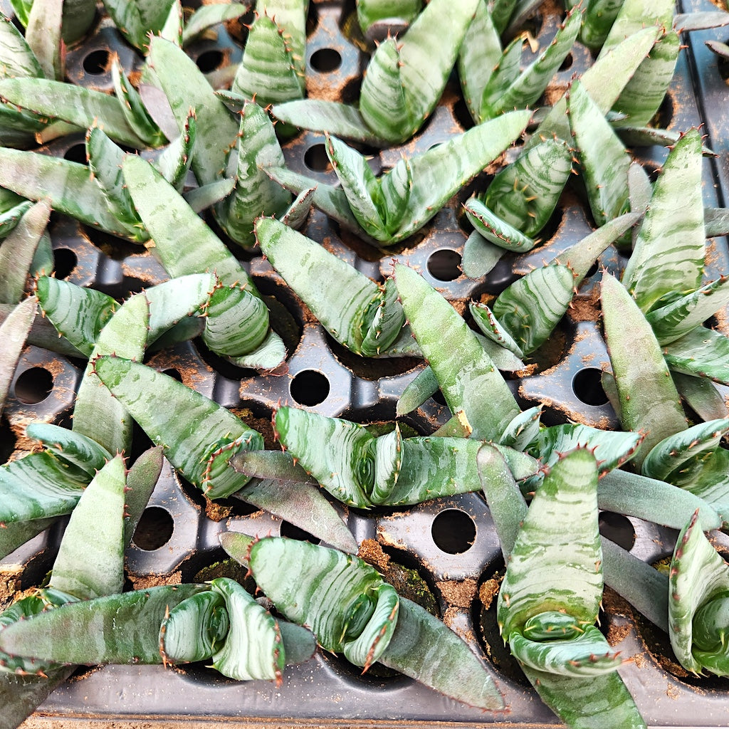 Aloe petricola tissue cultured plug
