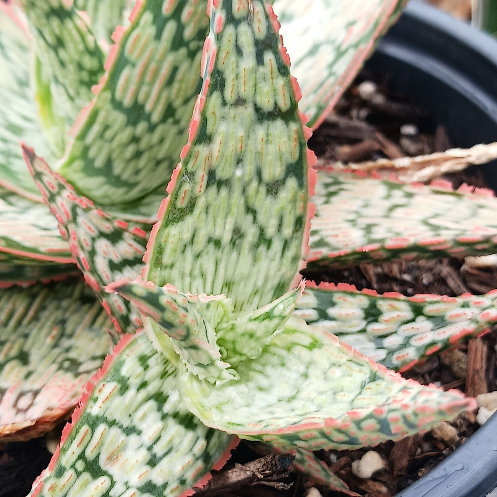 Aloe "Pink Blush"