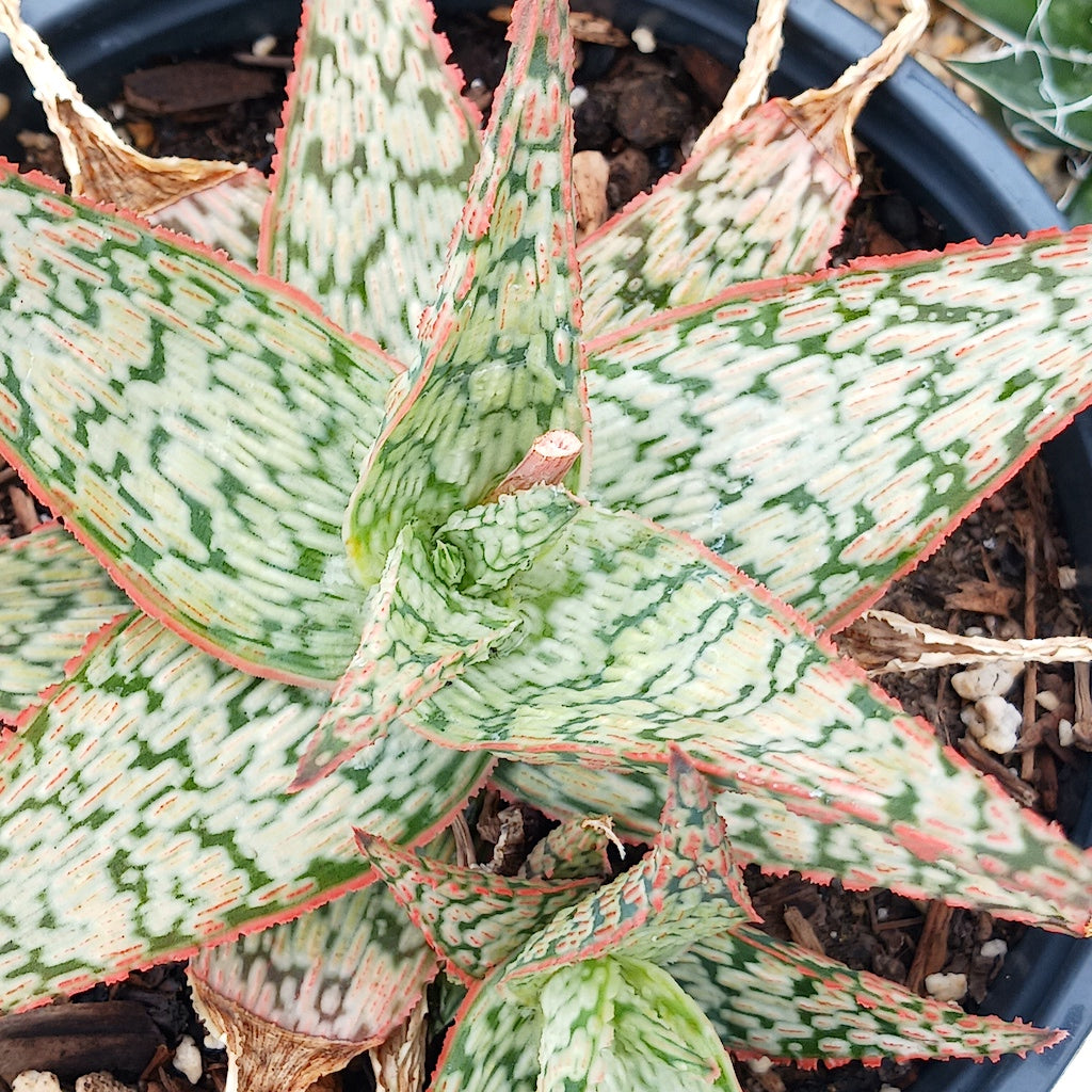 Aloe "Pink Blush"