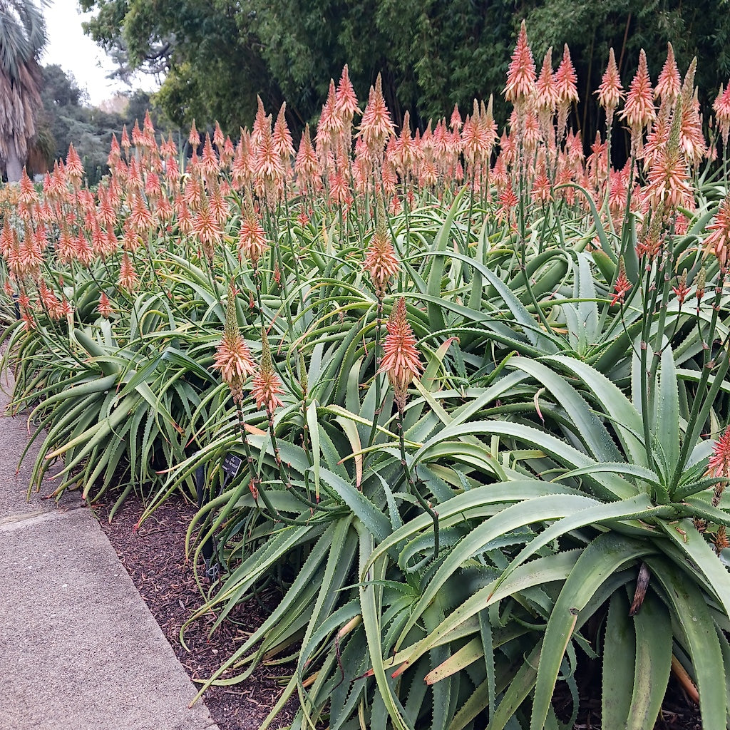 Aloe 'Pink Perfection' at the Huntington Botanical Gardens