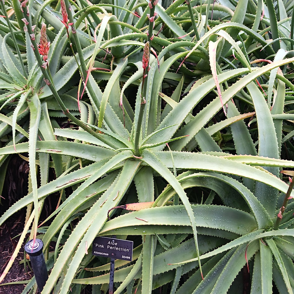 Aloe 'Pink Perfection' at the Huntington Botanical Gardens