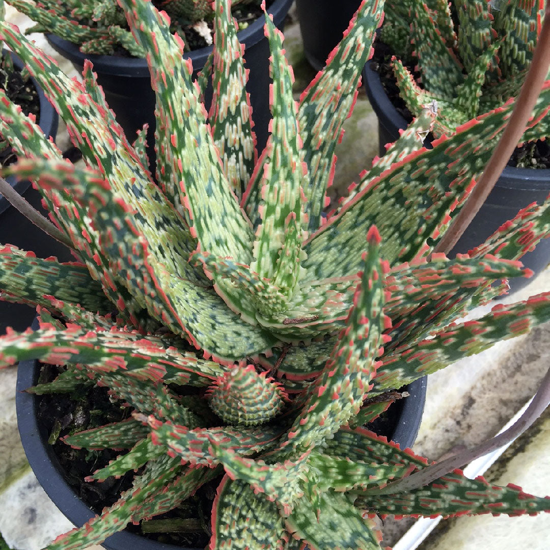 Aloe "Piranha" - plug