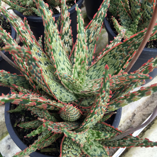 Aloe "Piranha" - plug