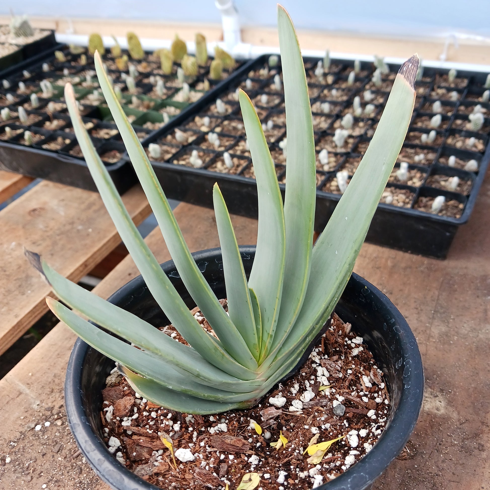 aloe plicatilis