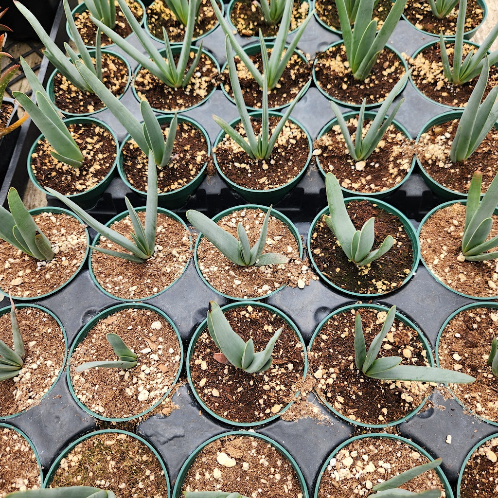 aloe plicatilis