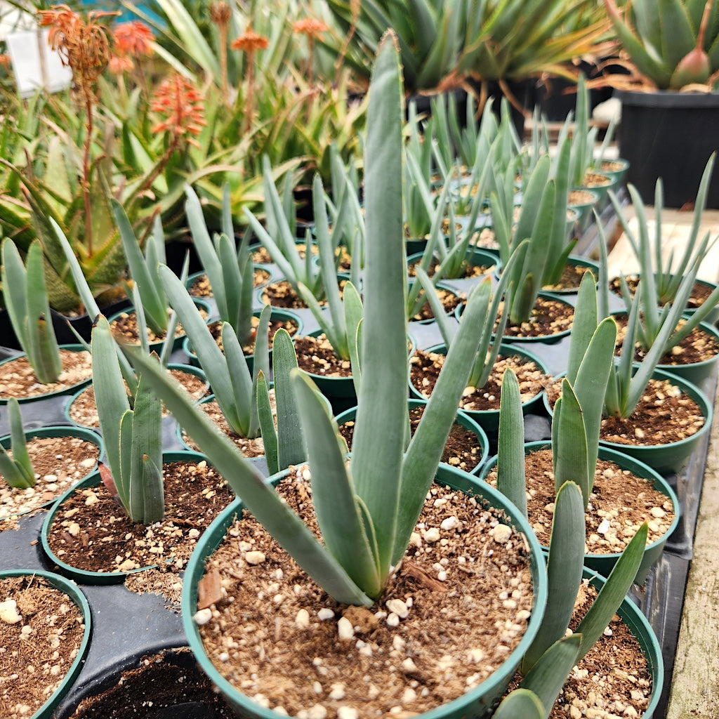 aloe plicatilis